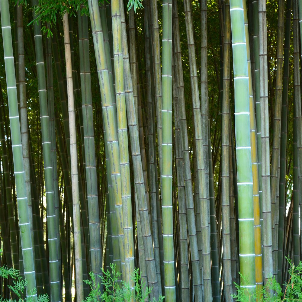 Phyllostachys bambusoides 'White Crookstem' - Sulfurea of gardens - Giant  Timber Bamboo - Madake - Plant Distributors Dev Site