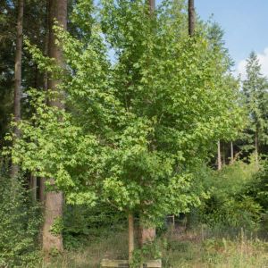 Acer Campestre – Maple get a quote