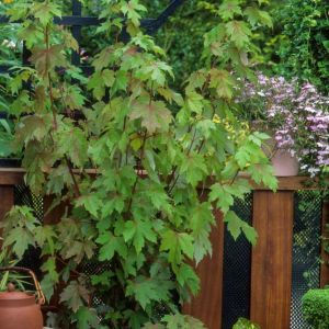 Acer freemanii ‘Armstrong’ – Maple get a quote