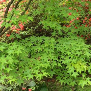 Acer oliverianum – Maple get a quote