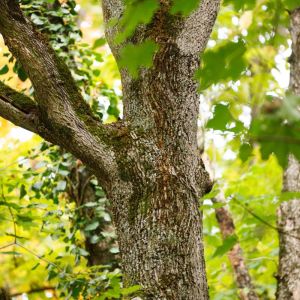 Acer cissifolium ‘ Vine-leafed Maple ‘ Ivy-leafed Maple – Maple get a quote