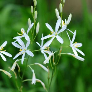 Anthericum liliago – St. Bernard’s Lily – Spider plant get a quote