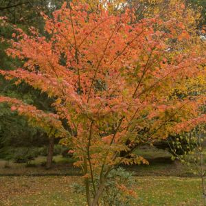 Acer micranthum – Maple get a quote