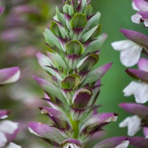 Acanthus Spinosus get a quote