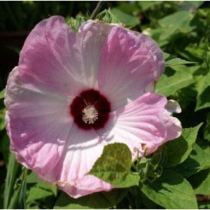 Hibiscus moscheutos ‘Luna Pink Swirl’ – Luna Pink Swirl Hibiscus – get a quote