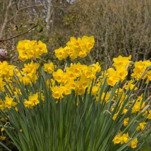 Narcissus ‘Quail’ – Daffodil ‘Quail’ get a quote