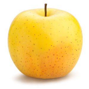 Apple – Yellow Golden Delicious Apple tree – Malus get a quote