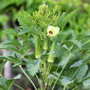 Okra – Clemson Spineless Green Okra – Abelmoschus get a quote