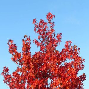 Acer rubrum ‘Indian Summer’ ‘ Acer rubrum ‘Morgan’ ‘ Red Maple – Scarlet Maple ‘ Swamp Maple ‘ Canadian Maple – Maple get a quote