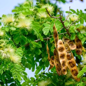 Albizia lebbeck ‘ White Siris ‘ Woman’s Tongue Tree ‘ Paraserianthes get a quote