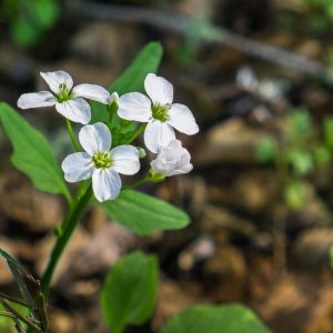 Cardamine californica – Dentaria californica – Milky Maids – Toothwort – Bittercress – get a quote