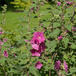 Lavatera ‘Burgundy Wine’ – Mallow – Tree Mallow – get a quote