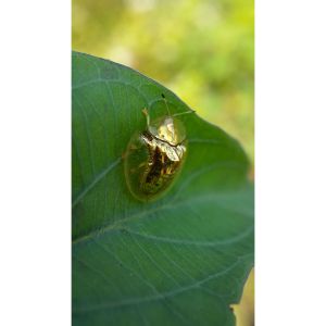 Golden Tortoise Beetle – Charidotella bicolor get a quote