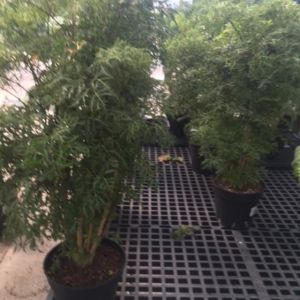 Polyscias fruticosa – Ming aralia – get a quote