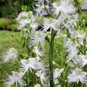 Habenaria – orchid get a quote