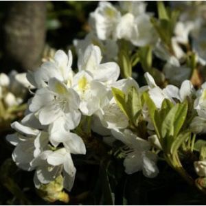 Rhododendron ‘Chionides’ – Azaleas – get a quote