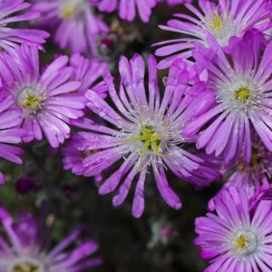 Drosanthemum hipsidum – Hairy Dewflower – Rosea Iceplant – get a quote