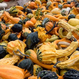 Autumn Wing Gourds get a quote