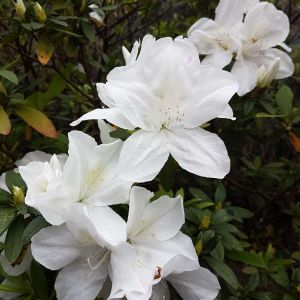 Rhododendron mucronatum – Rhododendron ‘Ledifolium’ – Snow Azalea – get a quote