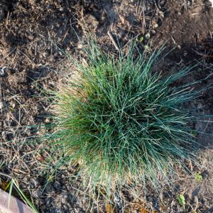 Festuca spp. – Fine Fescues get a quote