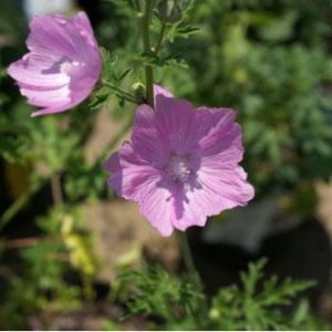 Malva sylestris ‘Fastigiata’ – Mallow – get a quote