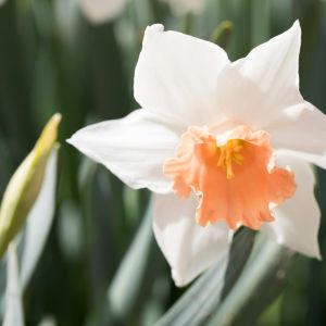 Narcissus ‘Accent’ – Daffodil ‘Accent’ get a quote