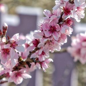 Prunus – Prunus ‘Thunderclooud’ – Prunus cerasifera – Cherry Plum – Myrobalan – Purple Leafed Plum – Flowering Plum get a quote