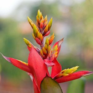 Aechmea ‘Little Harv’ – Little Harv Bromeliad – get a quote