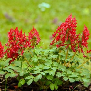 Corydalis solida ‘George Baker’ – Corydalis solida ‘G.P. Baker’ – Corydalis halleri – Corydalis transsylvanica of gardens – Fumewort – Pseudofumaria – get a quote