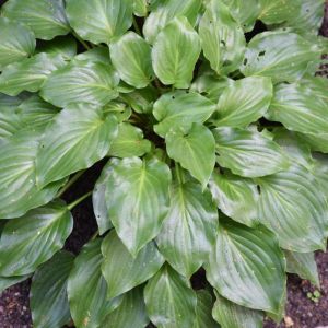 Hosta ‘Invincible’ – Plantain Lily ‘Invincible’ get a quote