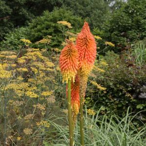 Kniphofia ‘Prince Igor’ – Red-hot Poker – Torch Lily – Tritoma – Torch Flower – get a quote