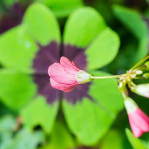 Oxalis tetraphylla – Oxalis deppei – Lucky Clover – Good Luck Plant – Shamrock – Wood-sorrel – get a quote