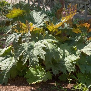 Rheum palmatum ‘Atrosanguineum’ – Rheum palmatum ‘Atropurpureum’ – Chinese rhubarb – Rhubarb – get a quote