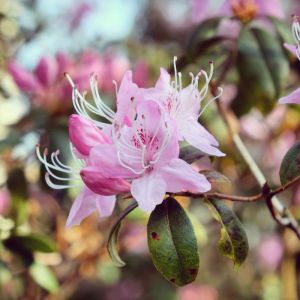 Rhododendron davidsonianum – Azaleas – get a quote