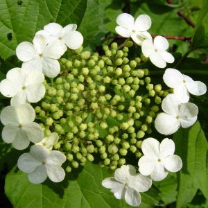 Viburnum opulus ‘Compactum’ – European Cranberry bush – Guelder rose – Common Snowball – European Highbush Cranberry – European Snowball – Snowball bush ‘ get a quote