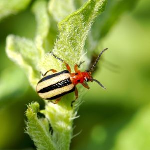 Threeline Potato Beetle – Lema trilinea get a quote