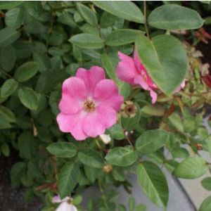 Rosa ‘Betty Prior’ – Rose ‘Betty Prior’ get a quote