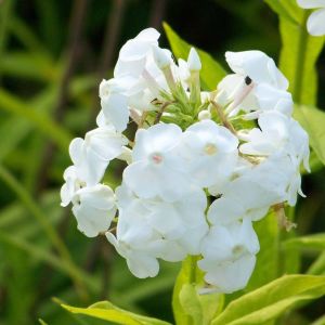 Phlox paniculata ‘David’ – Garden Phlox get a quote