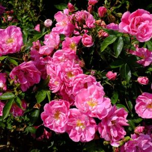 Rosa ‘William Baffin’ – Rose ‘William Baffin’ get a quote