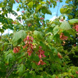 Acer spicatum – Mountain Maple – Maple get a quote