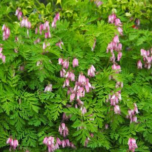 Dicentra eximia – Fringed Bleeding Heart – Turkey Corn – Bleeding Heart – get a quote