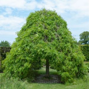 Fraxinus excelsior ‘Pendula’ – ‘Weeping Ash’  – Common Ash – European Ash- Ash – get a quote