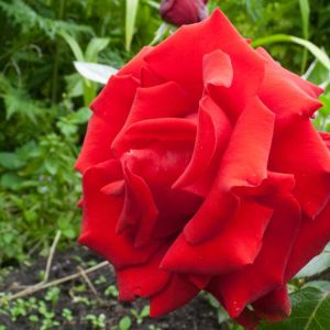 Rosa ‘Ingrid Bergman’ – Rose ‘Ingrid Bergman’ get a quote