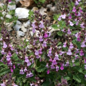 Teucrium chamaedrys – Wall germander – Germander – get a quote
