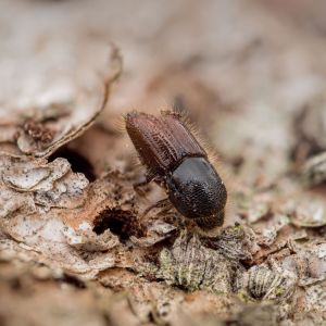 Spruce Beetle – Dendroctonus rufipennis get a quote