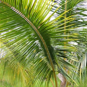 Acanthophoenix rubra – Acanthophoenix crinita – Barbel Palm get a quote