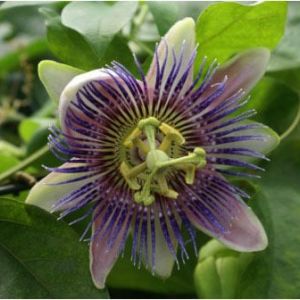 Passaflora caerulea – Passion flower – get a quote