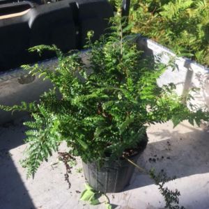 Dryopteris marginalis ‘autumn fern’ get a quote