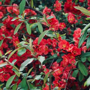 Chaenomeles speciosa – Chaenomeles lagenaria – Cydonia speciosa – Pyrus japonica – Chinese Flowering Quince – Flowering Quince – get a quote