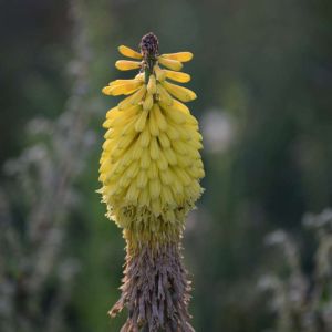 Kniphofia ‘Vanilla’ – Red-hot Poker – Torch Lily – Tritoma – Torch Flower – get a quote